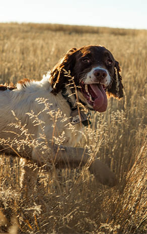 why dog breeds matter