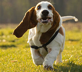 why dog breeds matter