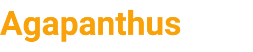 Agapanthus