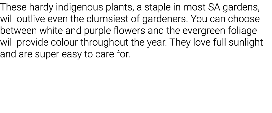 These hardy indigenous plants, a staple in most SA gardens, will outlive even the clumsiest of gardeners  You can cho   