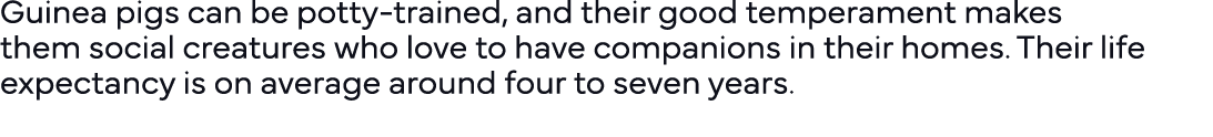 Guinea pigs can be potty-trained, and their good temperament makes them social creatures who love to have companions    
