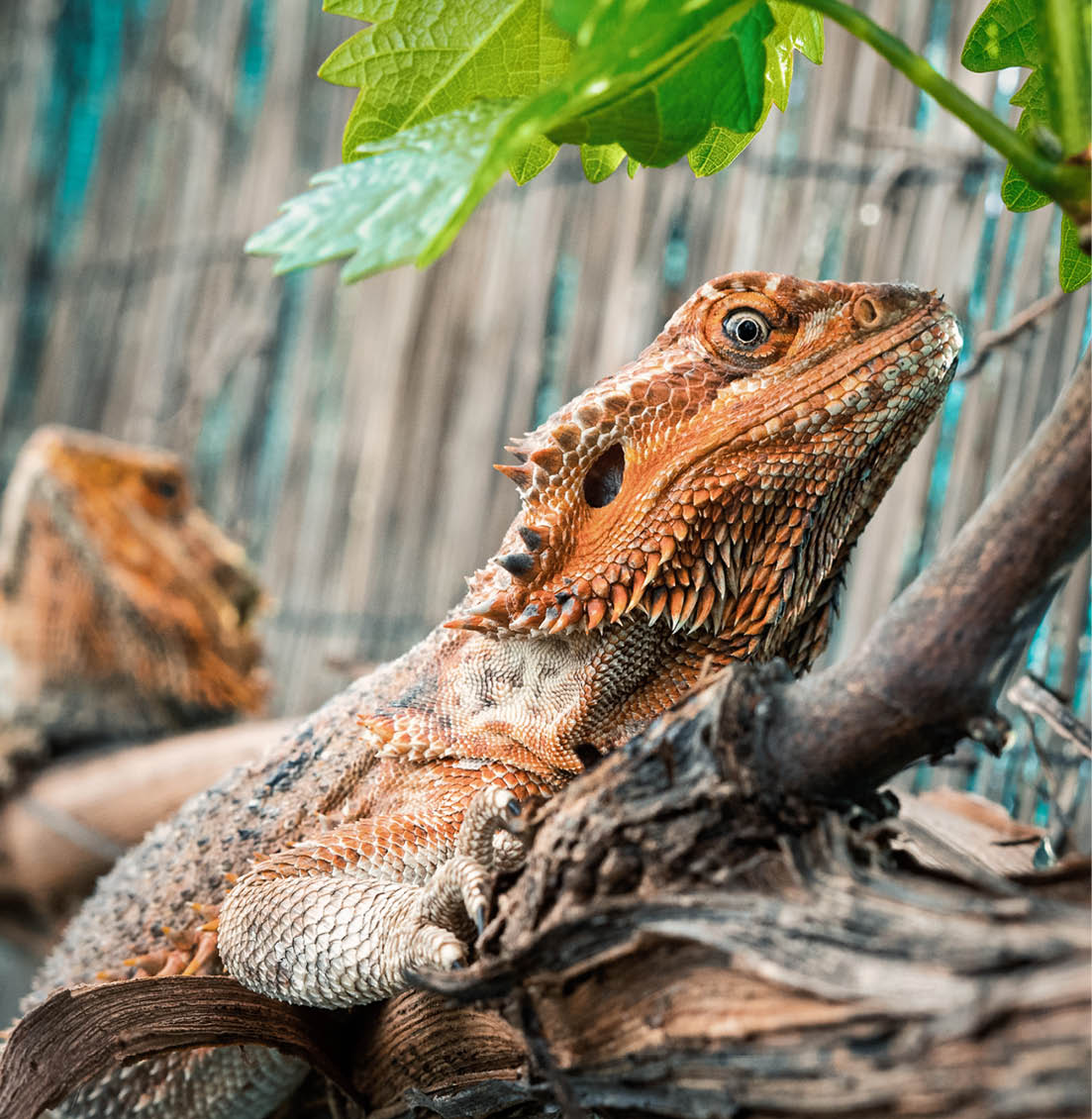 A side view of an orange bearded dragon with rough skin resting on a tree branch in nature