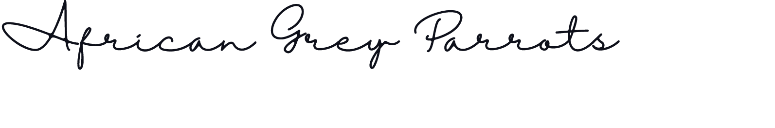 African Grey Parrots 