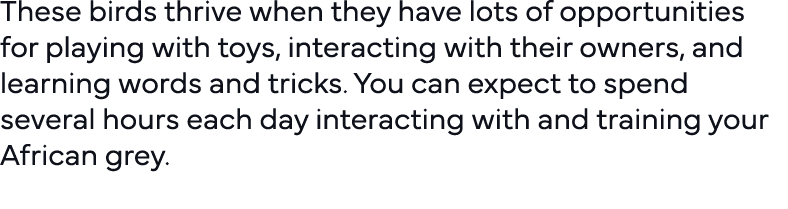 These birds thrive when they have lots of opportunities for playing with toys, interacting with their owners, and lea   