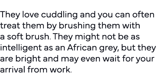  They love cuddling and you can often treat them by brushing them with a soft brush  They might not be as intelligent   