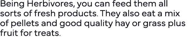 Being Herbivores, you can feed them all sorts of fresh products  They also eat a mix of pellets and good quality hay    