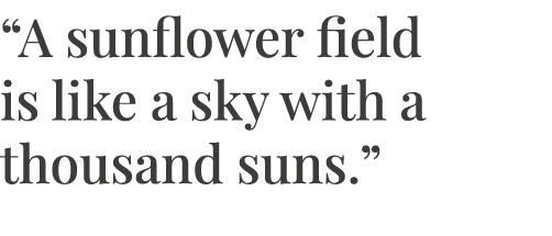  A sunflower field is like a sky with a thousand suns  