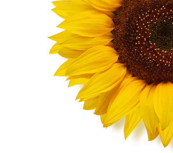 Ripe sunflower with yellow petals and dark middle, isolated on white background, top view  Seeds 