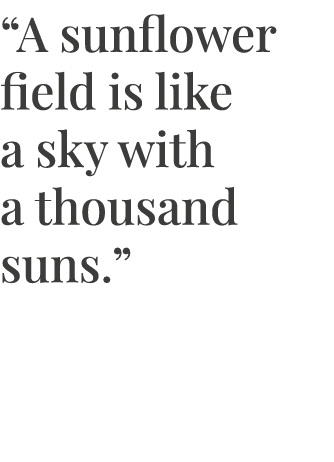  A sunflower field is like a sky with a thousand suns  