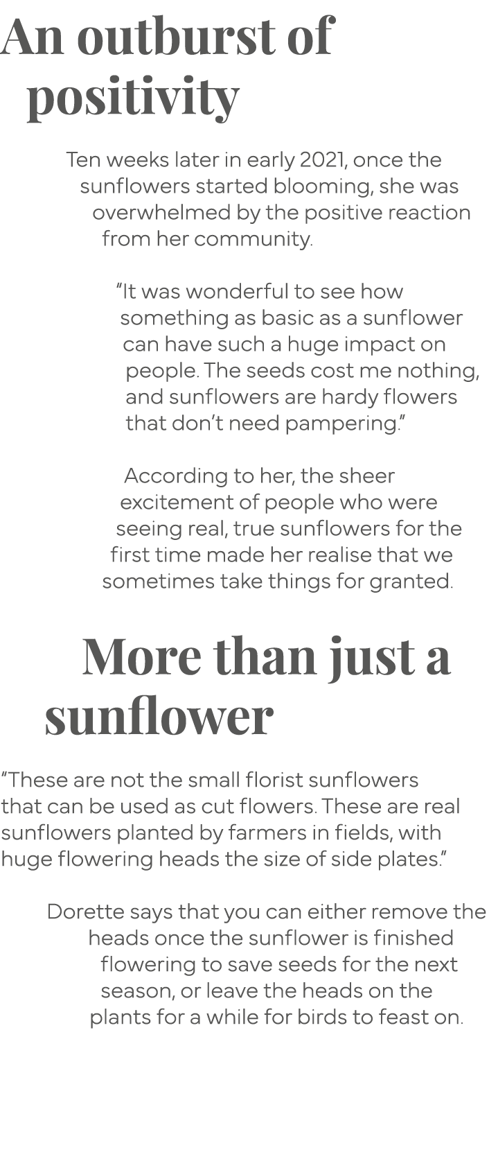 An outburst of positivity  Ten weeks later in early 2021, once the sunflowers started blooming, she was overwhelmed b   