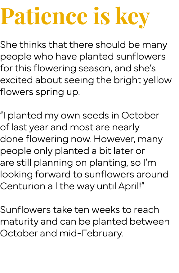 Patience is key  She thinks that there should be many people who have planted sunflowers for this flowering season, a   