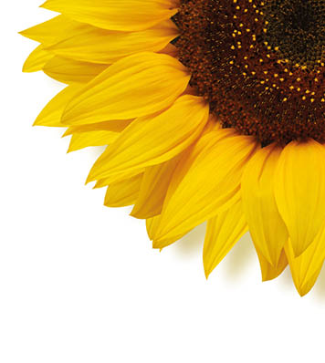 Ripe sunflower with yellow petals and dark middle, isolated on white background, top view  Seeds 