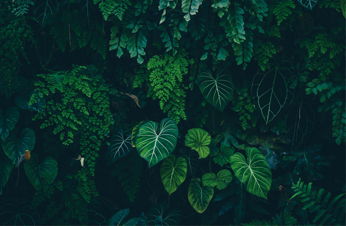 Tropical leaves texture,Abstract nature leaf green texture background vintage dark tone,picture can used wallpaper desktop 