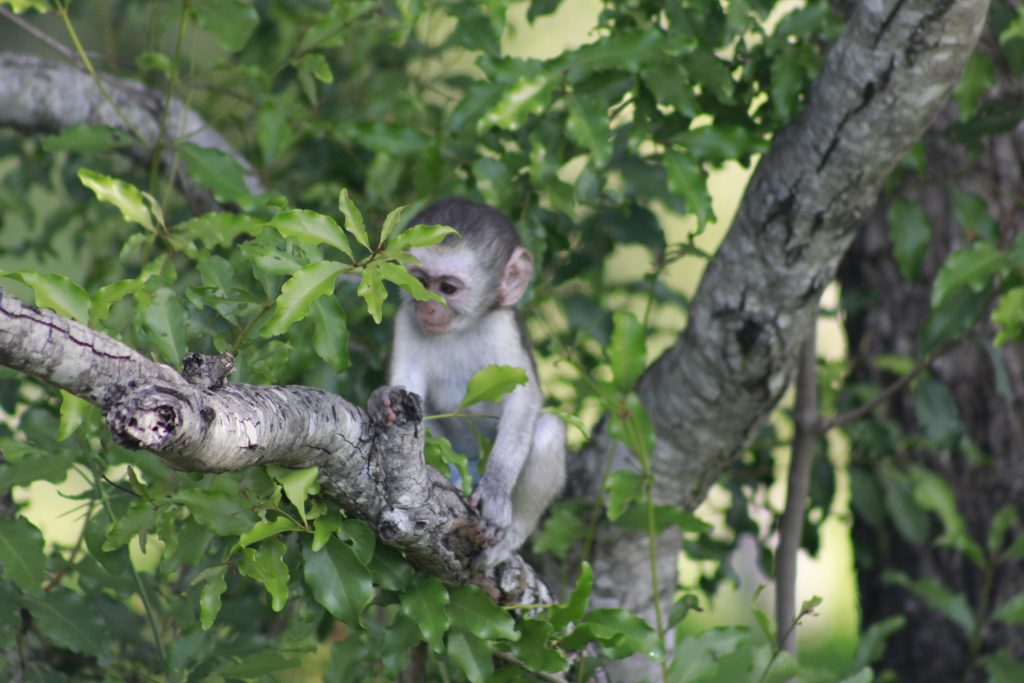 kruger national park