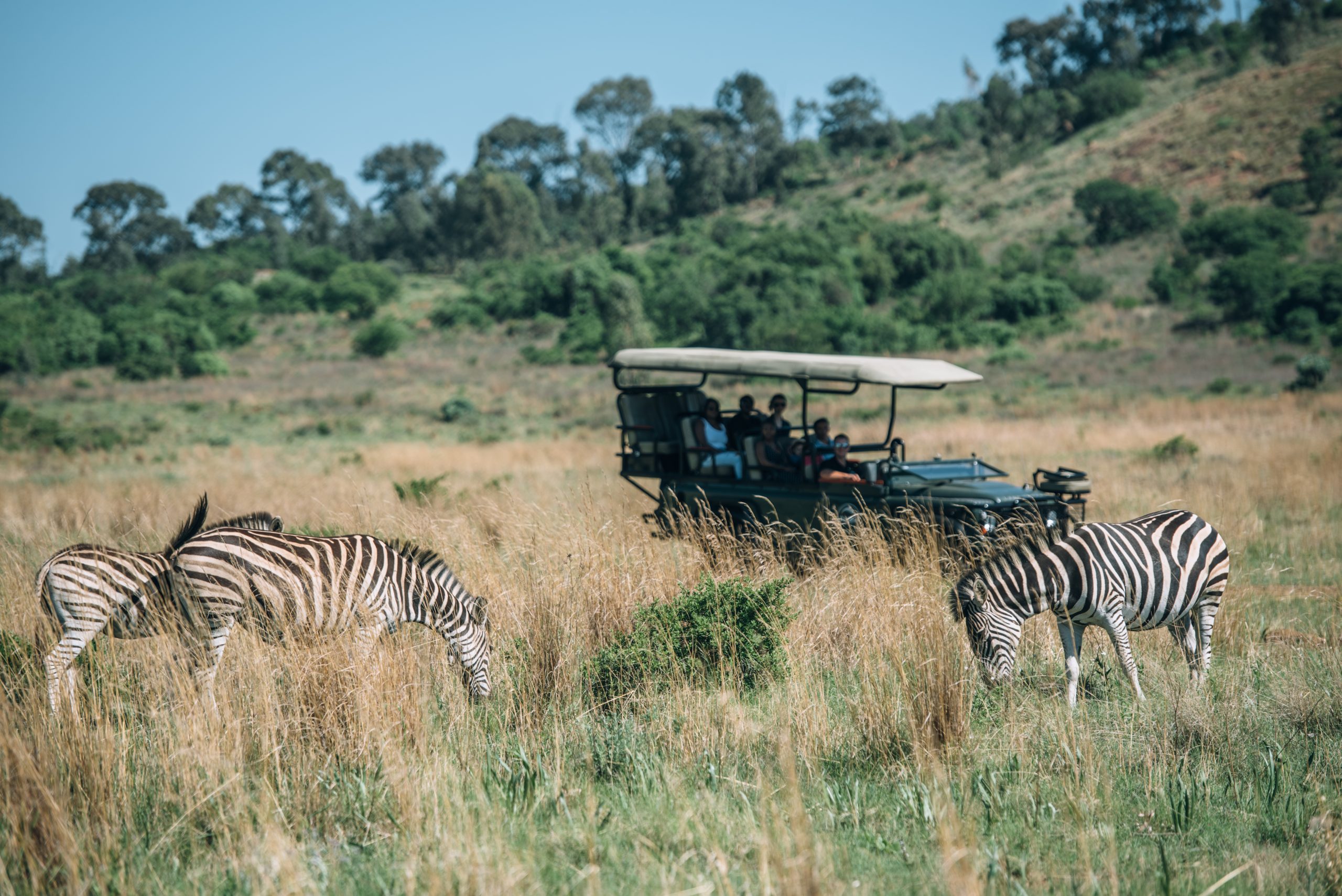 thaba eco park game drives