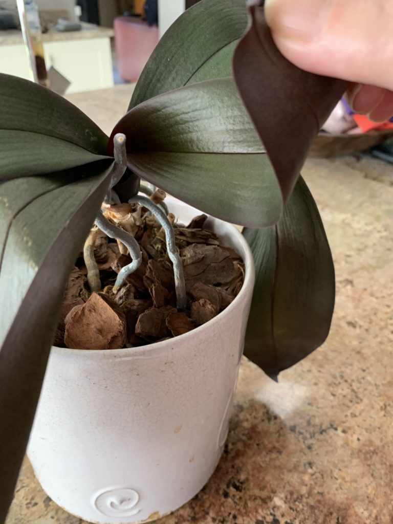 caring for your orchid