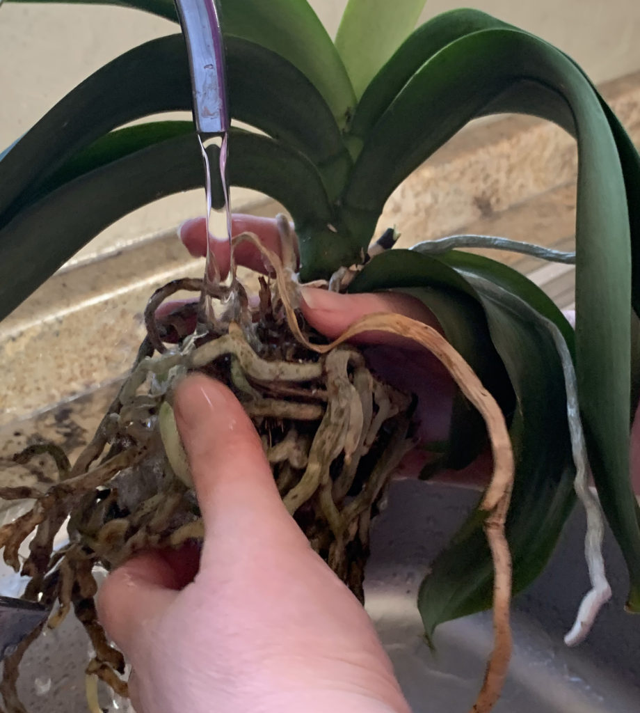 care for your orchid