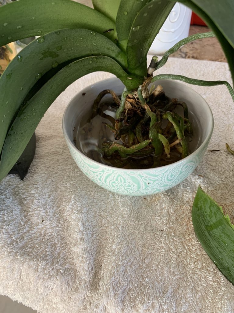 care for your orchid