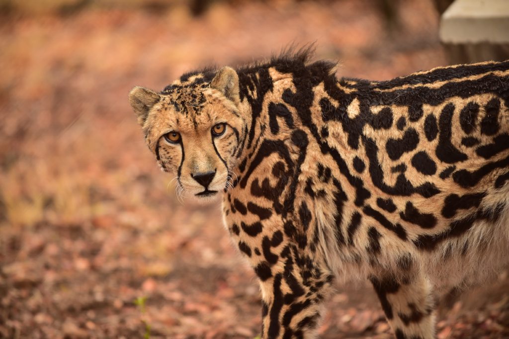 cheetah 3 Anne van Dyk Cheetah Sanctuary
