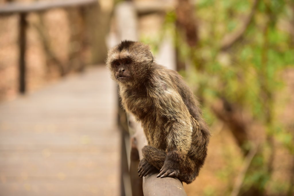 elephant sanctuary 3 Elephant Sanctuary