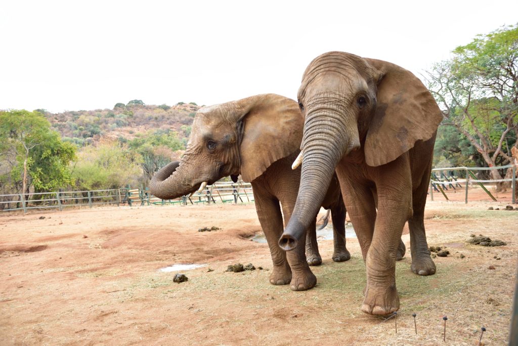 elephant sanctuary 4 Elephant Sanctuary