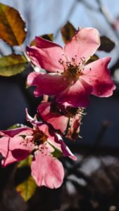 Wild Roses flowers from your garden