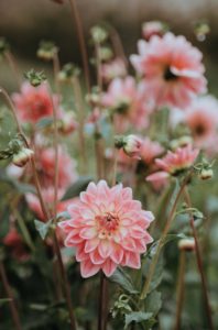 annie-spratt-kzfq5zQvluI-unsplash flowers from your garden