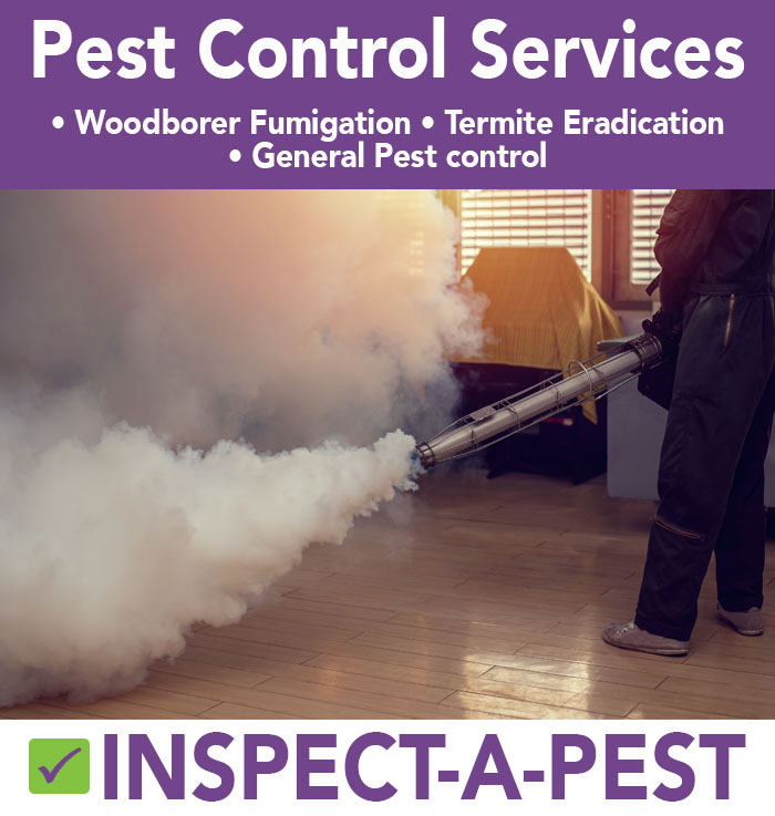 inspect a pest