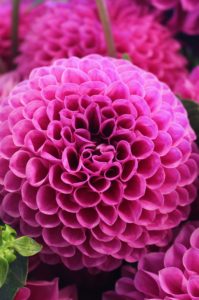 melissa-askew-B933FT2BO5k-unsplash flowers from your garden