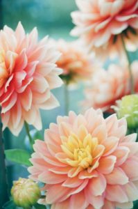 mio-ito-B_SLtmXPKNA-unsplash flowers from your garden