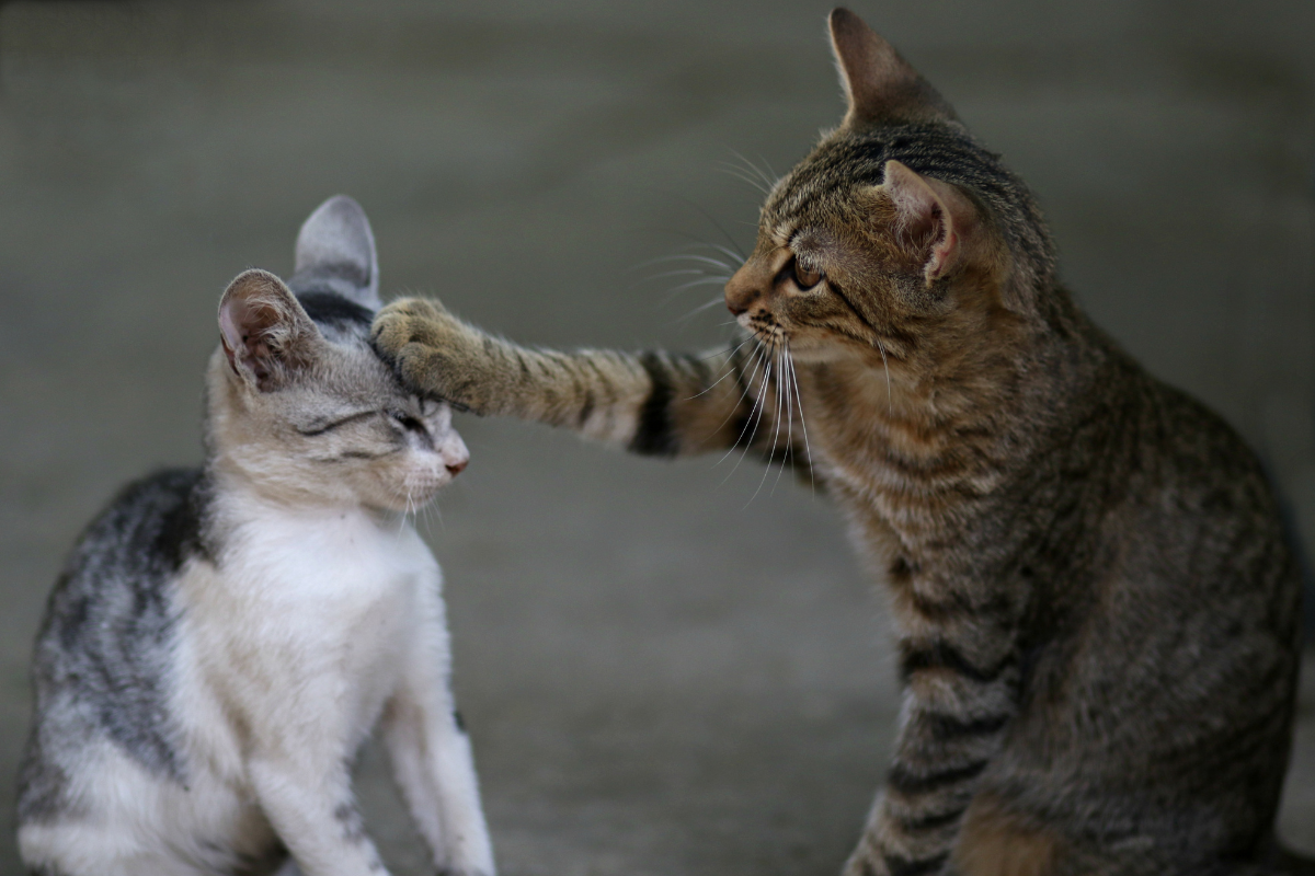 cats meeting new cat