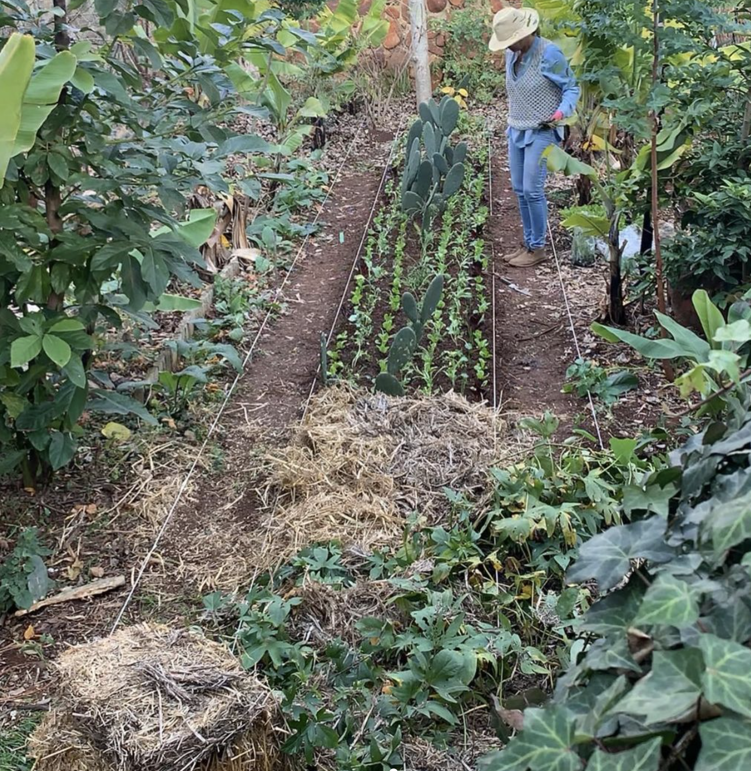 cornel strydom 5 karoo farming