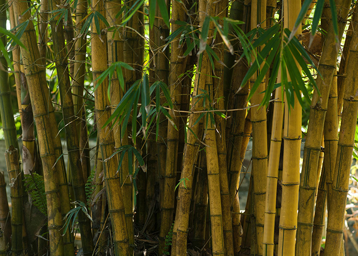 Bamboo Bamboo in domestic use