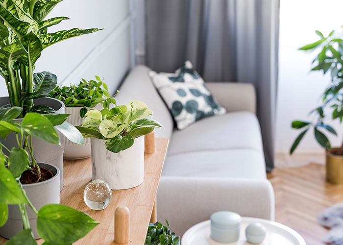 Plant Smells 1 Intoxicating Indoor Plants