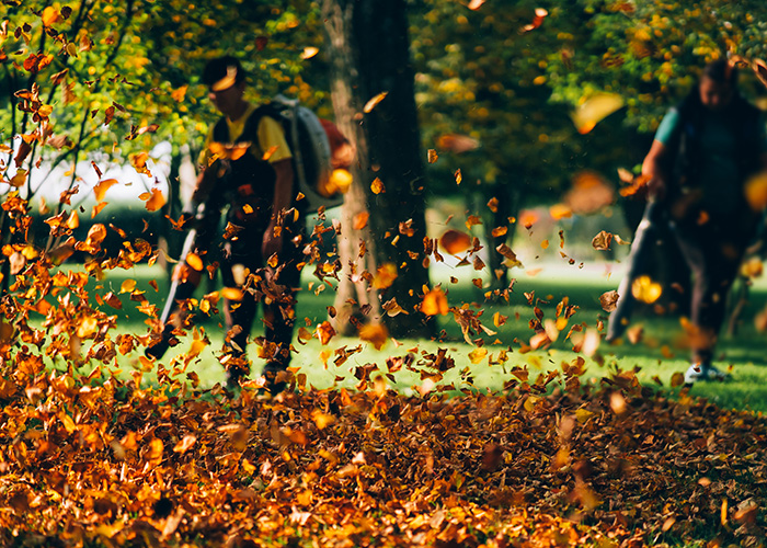 Leaves 2 No more leave blowers