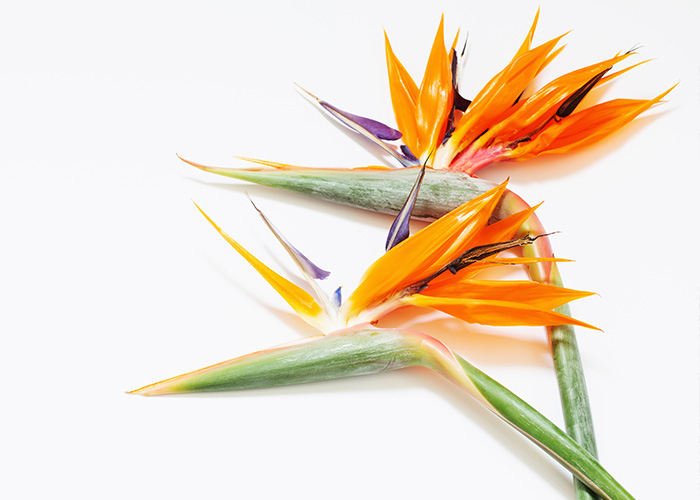 Strelizia decor