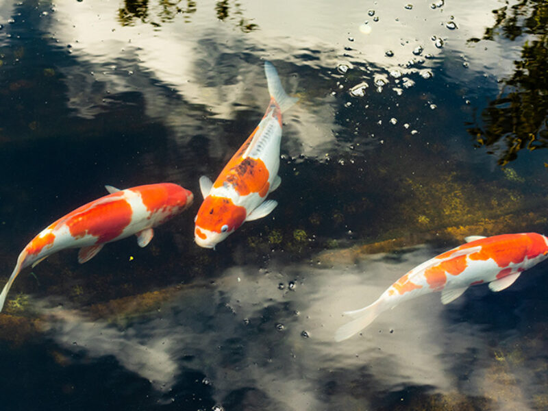 Featured Image
